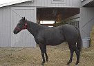 Friesian - Horse for Sale in Sacramento, CA 95668