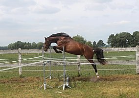 Warmblood (Warmblood, Gelding)