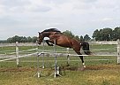 Holsteiner - Horse for Sale in Santok, 66-431 Holsteiner - Horse for Sale in Santok, 66-431