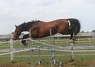 Holsteiner - Horse for Sale in Santok, 66-431 Holsteiner - Horse for Sale in Santok, 66-431