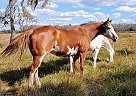 Kid's Horse Cassie