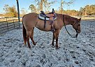Kid Safe Trail/Barrel Horse Cutters QT Bar