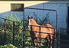 Paint - Horse for Sale in New Wilmington, PA 16142 Paint - Horse for Sale in New Wilmington, PA 16142