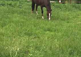 Maggie (Paint, Mare) in New Wilmington, PA