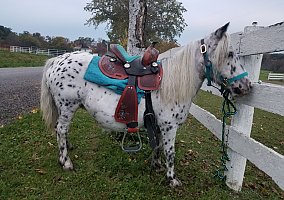 Appaloosa (Appaloosa, Mare) in Paxinos, PA