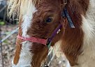 Miniature - Horse for Sale in Trenton, FL 32693 Miniature - Horse for Sale in Trenton, FL 32693