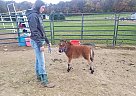 Miniature - Horse for Sale in Paxinos, PA 17860