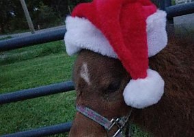 Miniature Horse (Miniature Horse, Stallion) in Paxinos, PA