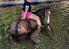 Project Horse for Sale Chevy