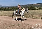 Dixie - Mare in Canon City, CO Dixie - Mare in Canon City, CO