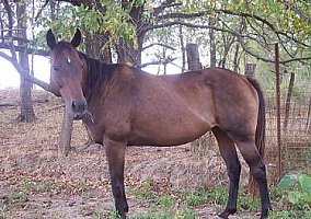 Thoroughbred (Thoroughbred, Mare) in Martinsburg, MO