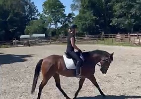 Quarter Horse (Quarter Horse, Gelding) in Lyme, CT