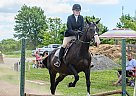 Appendix - Horse for Sale in PortColborne, ON L3K2Y4 Appendix - Horse for Sale in PortColborne, ON L3K2Y4