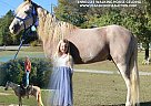 Tennessee Walking - Horse for Sale in , TN 38051