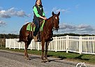 Come On Girl - Mare in Freeburg, IL Come On Girl - Mare in Freeburg, IL