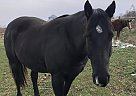Quarter Horse - Horse for Sale in Mankato, MN 56001