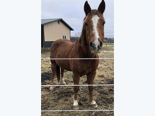 Well Broke Trail Gelding