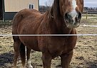 Quarter Horse - Horse for Sale in Mankato, MN 56001