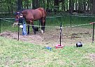 Crix - Gelding in Lee, NH Crix - Gelding in Lee, NH