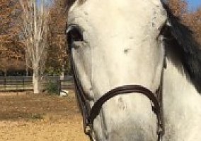 Great Minded Easy guy Thoroughbred Gelding