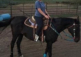 Delightfully Wicked - 17 Yr Old ... Thoroughbred Mare