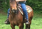 Quarter Horse - Horse for Sale in Jackson, TN 38301