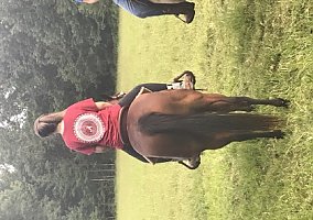 Quarter Horse (Quarter Horse, Mare) in Jackson, TN