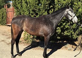 Thoroughbred (Thoroughbred, Mare) in Solvang, CA
