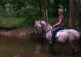 Arabian (Arabian, Stallion) in Springtown, PA