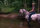 Arabian - Horse for Sale in Springtown, PA 