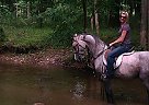 Arabian - Horse for Sale in Springtown, PA Arabian - Horse for Sale in Springtown, PA