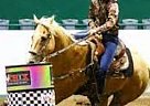 Dipper - Gelding in Dallas, GA Dipper - Gelding in Dallas, GA