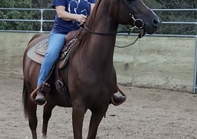 Arabian (Arabian, Gelding) in Cavecreek, AZ