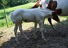 Paint - Horse for Sale in Hudson, NY 