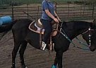 Thoroughbred Mare for Sale in Camas, Washington Thoroughbred Mare for Sale in Camas, Washington