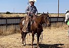 Quarter Horse - Horse for Sale in Goleta, CA 93117