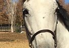 Thoroughbred - Horse for Sale in Solvang, CA 93464 Thoroughbred - Horse for Sale in Solvang, CA 93464