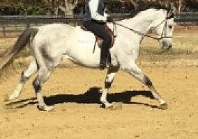 Thoroughbred (Thoroughbred, Gelding) in Solvang, CA
