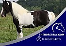 Gypsy Vanner - Horse for Sale in Golden, CO 80403 Gypsy Vanner - Horse for Sale in Golden, CO 80403