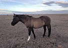 Thoroughbred - Horse for Sale in Nanton, AB t0l1r0