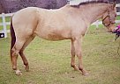 Quarab Gelding