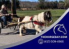 Miniature - Horse for Sale in Owingsville, KY 40360 Miniature - Horse for Sale in Owingsville, KY 40360