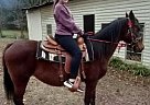 Morgan - Horse for Sale in Oakman, AL 35579