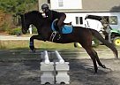 - Gelding in Southern Pines, NC - Gelding in Southern Pines, NC