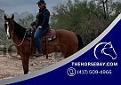 Quarter Horse - Horse for Sale in Apache Junction, AZ 85119