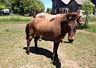 Icelandic - Horse for Sale in Manlius, NY 13104