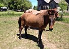 Icelandic - Horse for Sale in Manlius, NY 13104
