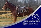 Mule - Horse for Sale in Strunk, KY 42649 Mule - Horse for Sale in Strunk, KY 42649