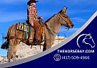 Mule - Horse for Sale in Fort Collins, CO 80534 Mule - Horse for Sale in Fort Collins, CO 80534