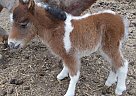 Miniature - Horse for Sale in Ames, IA 50010